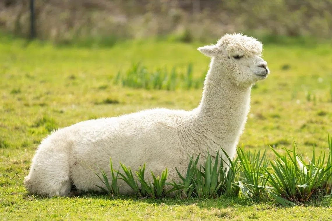 وطن نيوز – الألبكة في بريطانيا تحصل على مرآة للشركة بعد وفاة زملاء القلم