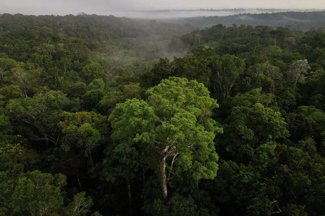 FILE PHOTO: An aerial view shows trees as the sun rises at the Amazon rainforest in Manaus, Amazonas State, Brazil October 26, 2022. REUTERS/Bruno Kelly/File Photo