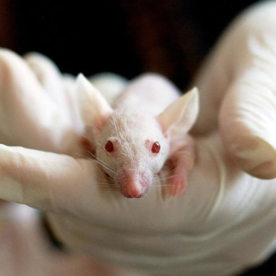 The researchers said their work was the first of its kind to show the long-term impact of Covid infection on the behaviour and brain development of later generations.