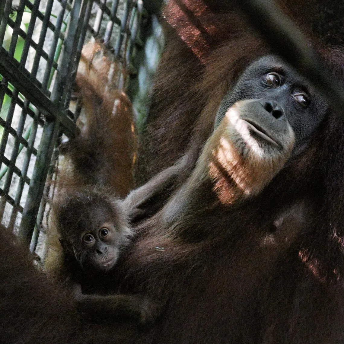 Ayaan, the baby orang utan who was conceived through artificial insemination and delivered via caesarean section, with his mother Chomel at the Singapore Zoo.
