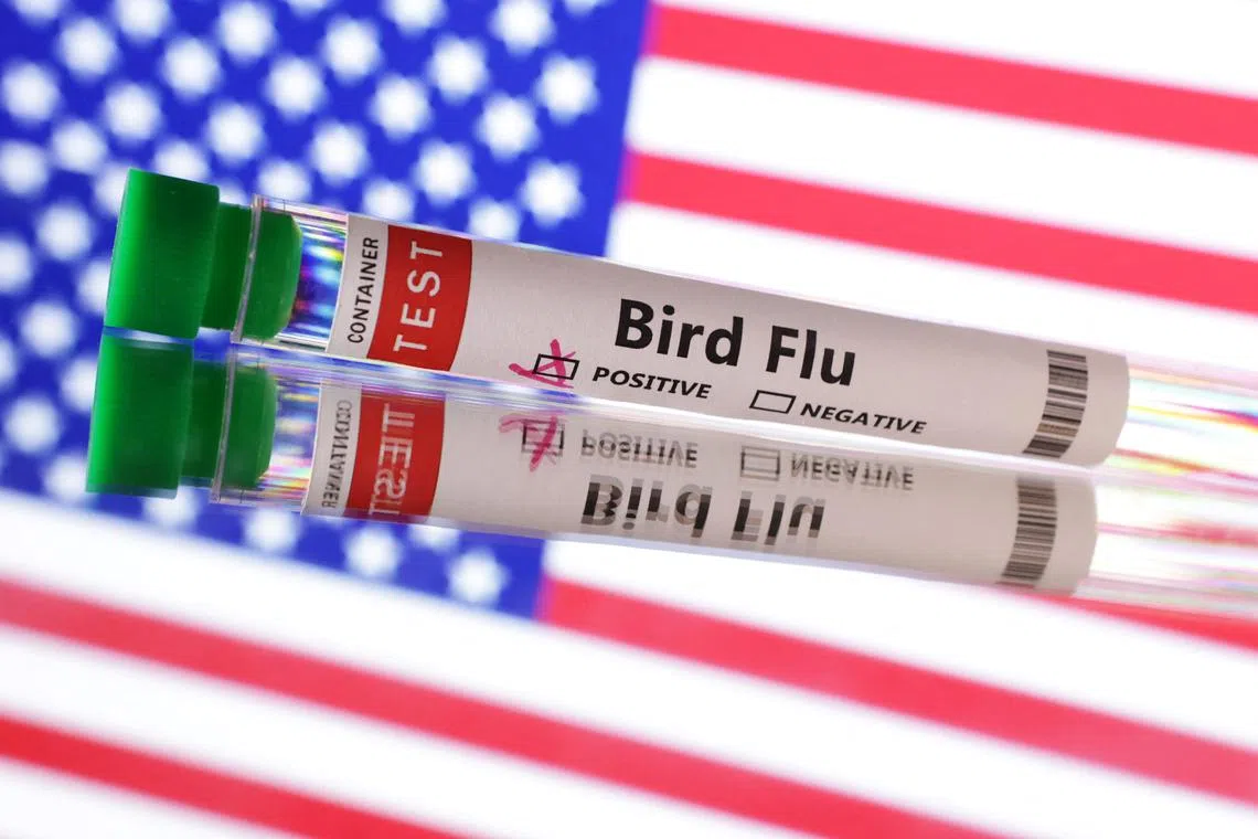 Test tubes is seen labelled \"Bird Flu\" words in front of U.S. flag in this illustration taken, June 10, 2024. REUTERS/Dado Ruvic/Illustration