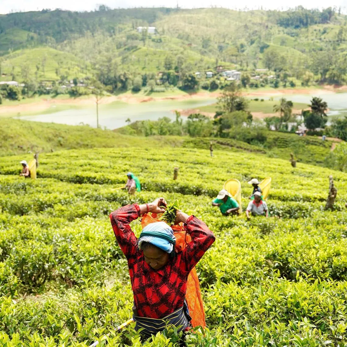 More than half of Sri Lanka's tea plantation workers live below the World Bank’s international lower-middle-income poverty line of US$3.65 a day.