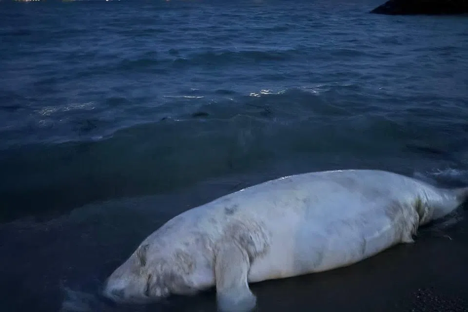 Dead dugong spotted at Bedok Jetty, first recorded sighting since 2021