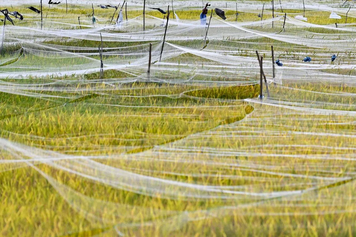 A farmer walks through netting set up by farmers to protect their crops from pest birds in a paddy field in Lhoknga, Indonesia's Aceh province on January 10, 2024. (Photo by CHAIDEER MAHYUDDIN / AFP)
