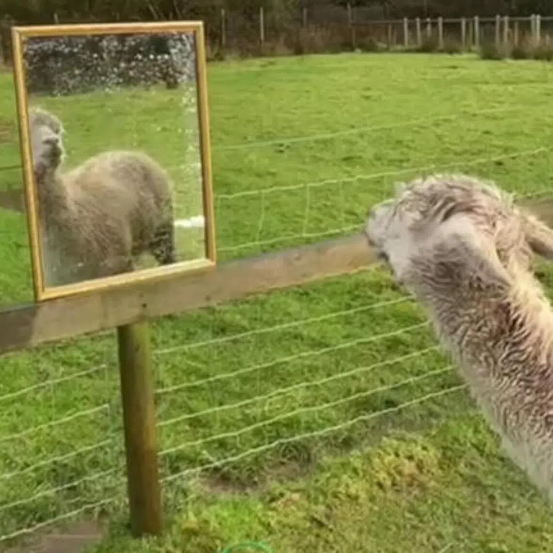 A mirror was installed at Giovanni’s enclosure to mimic the presence of another herd mate, and he seemed “quite happy” seeing his reflection. 