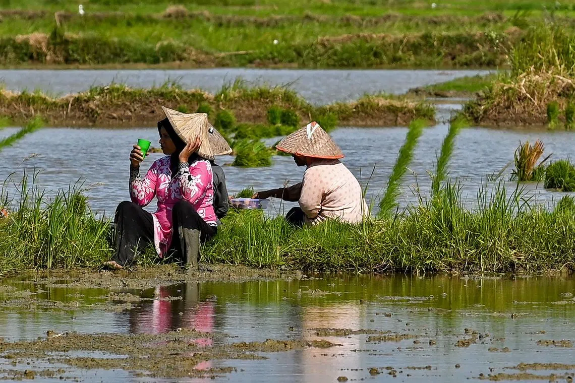 Farmers are reeling from Indonesia's driest weather in four years.