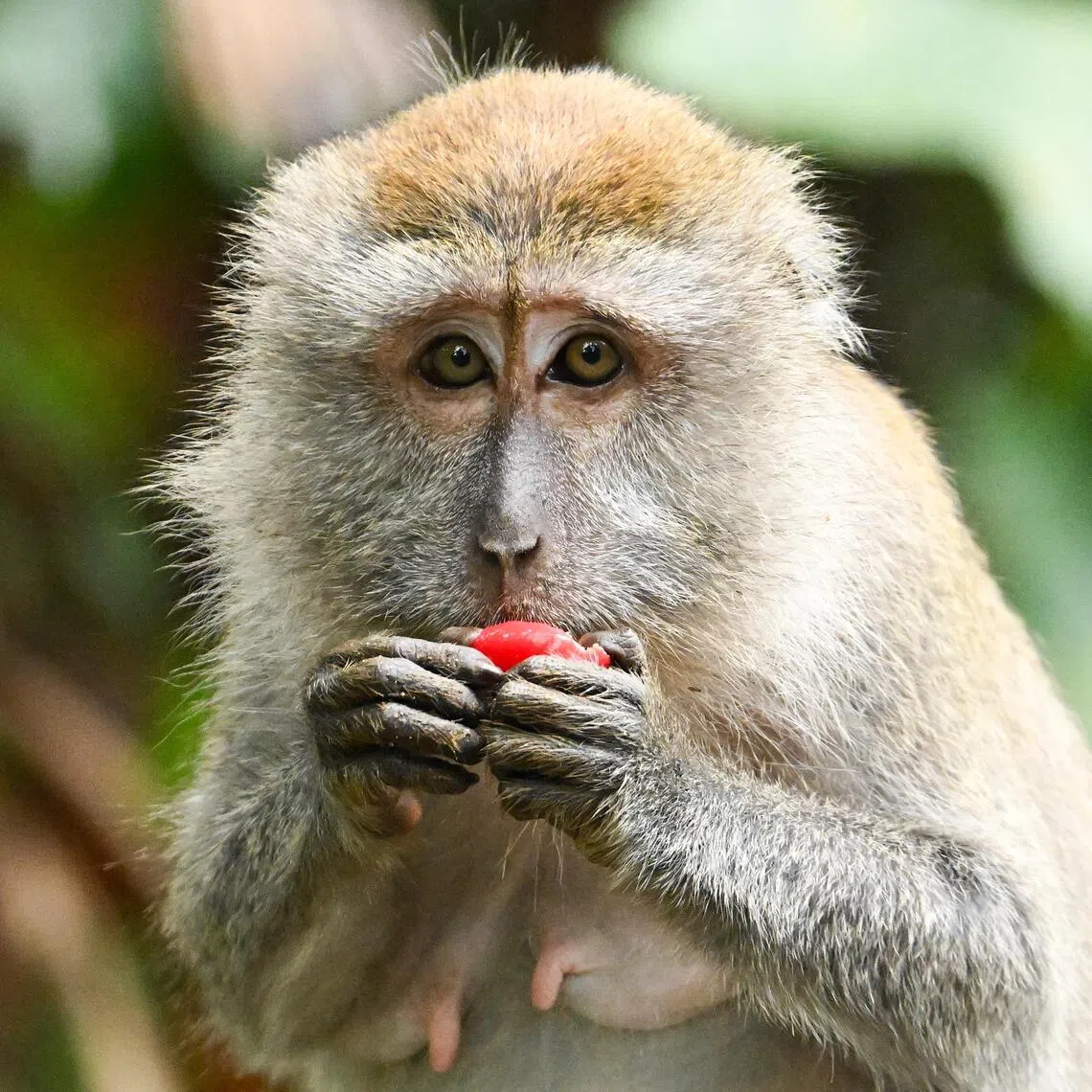 A long-tailed macaque at Singapore’s Pulau Ubin in 2025.