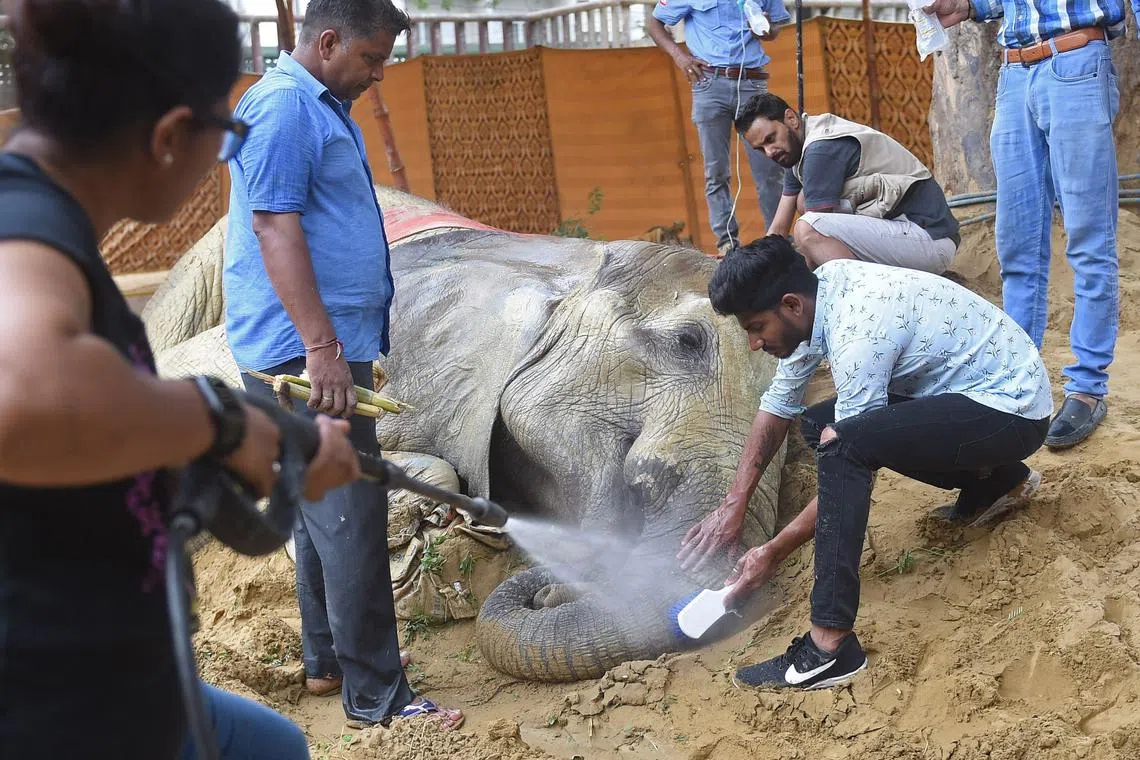 The 17-year-old African elephant underwent emergency treatment for a tumour in Karachi on April 5, but collapsed days later and has since lain stricken on its side.