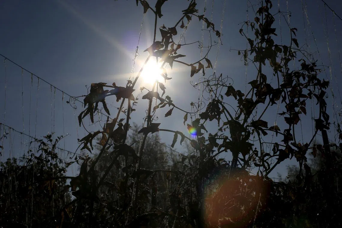 There is a good chance El Nino would develop in June-August.