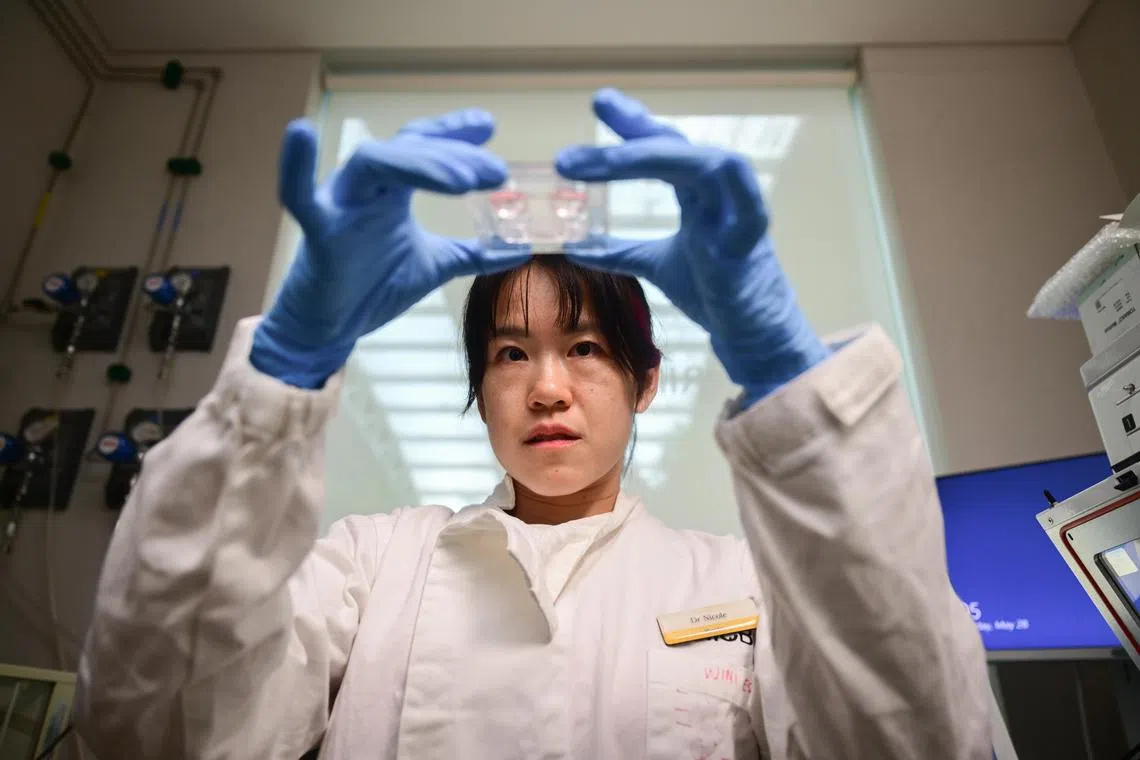 A researcher from Mandai Wildlife Group holds up a tray of cells extracted from a cold-blooded animal.