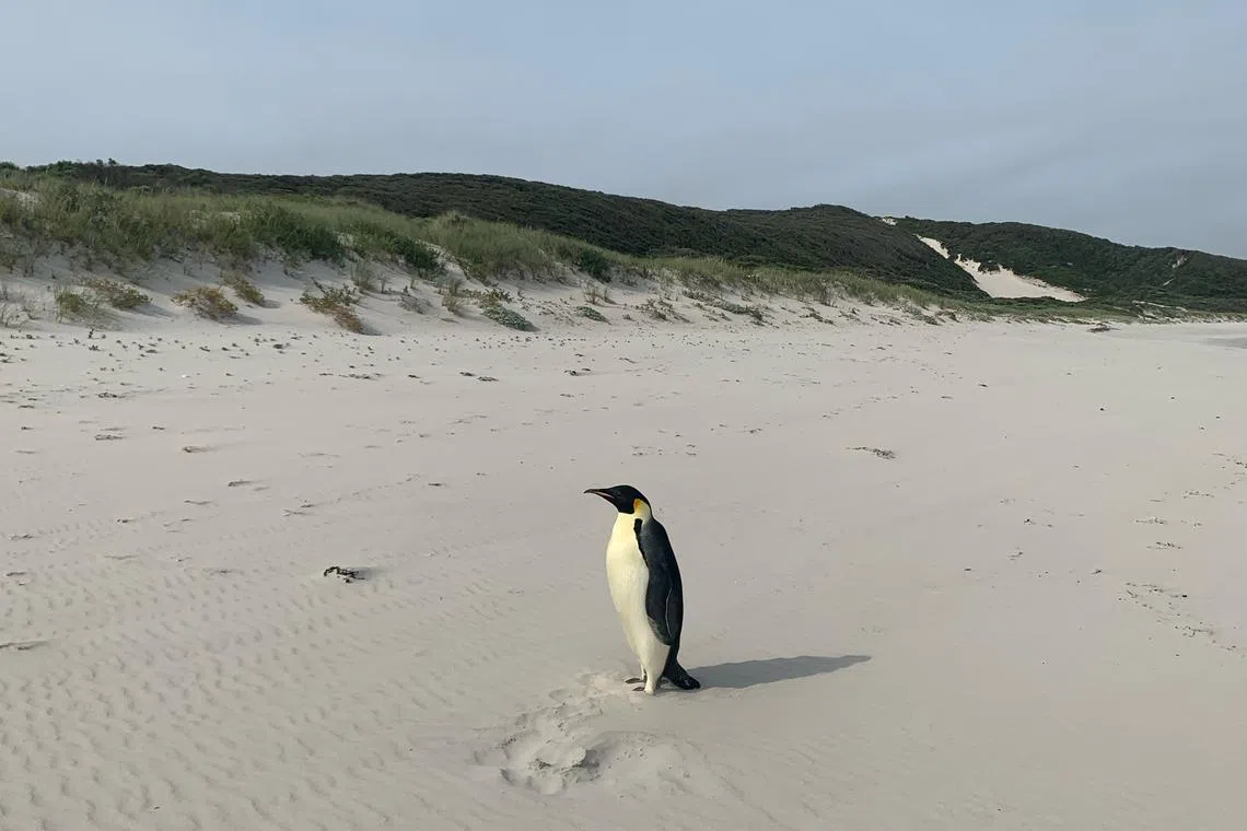 A male emperor penguin on the beach in the small town of Denmark in Western Australia on Nov 1.