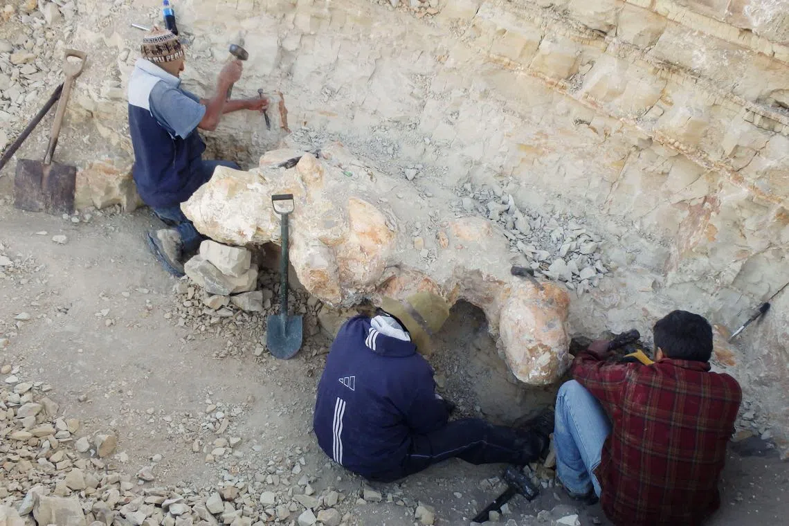 Scientists excavate a vertebra fossil of Perucetus colossus, a huge early whale that lived about 38-40 million years ago, in a remote coastal desert in southern Peru, as seen in this undated photograph.
Giovanni Bianucci/Handout via REUTERS THIS IMAGE HAS BEEN SUPPLIED BY A THIRD PARTY. NO RESALES. NO ARCHIVES.
