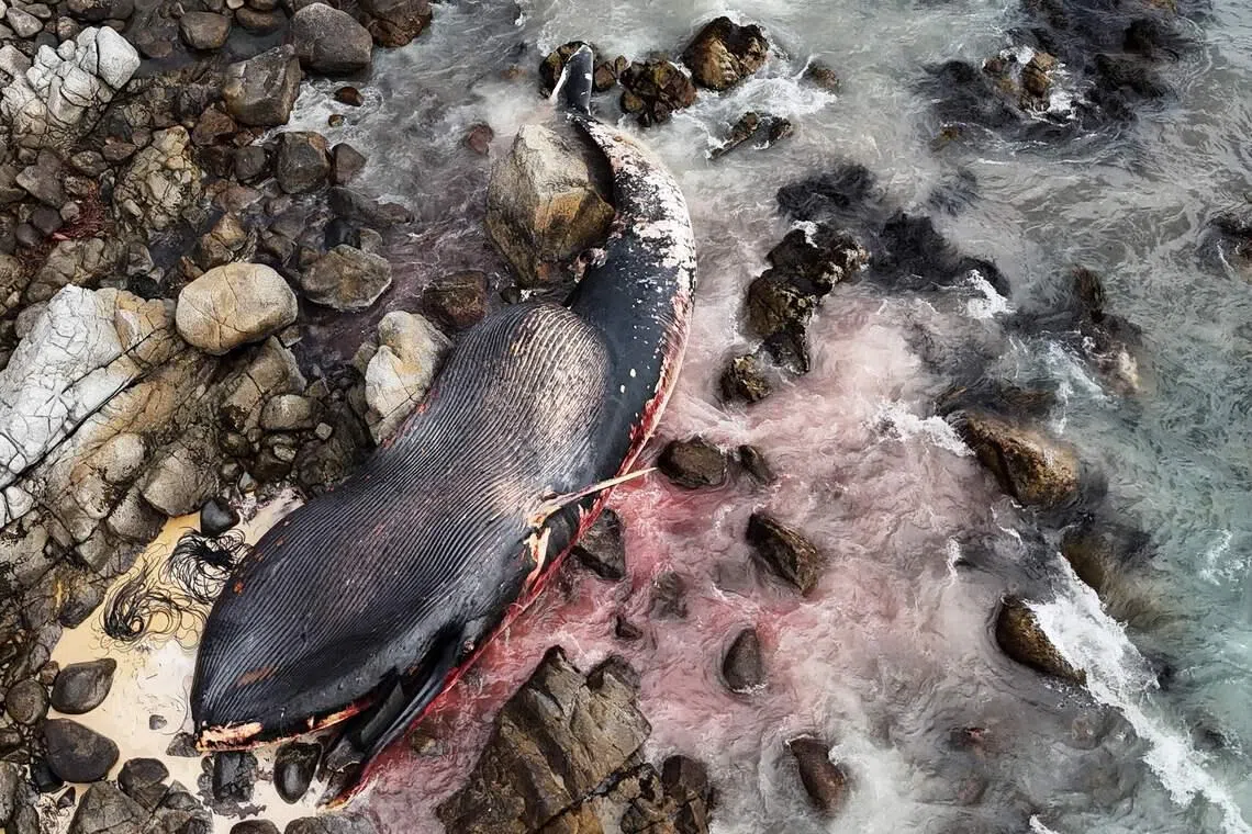 Aerial view showing a whale (Balaenoptera borealis) lying dead on a rocky shore in the El Yeco area of Algarrobo, in San Antonio province, Chile on Feb 8, 2026. 