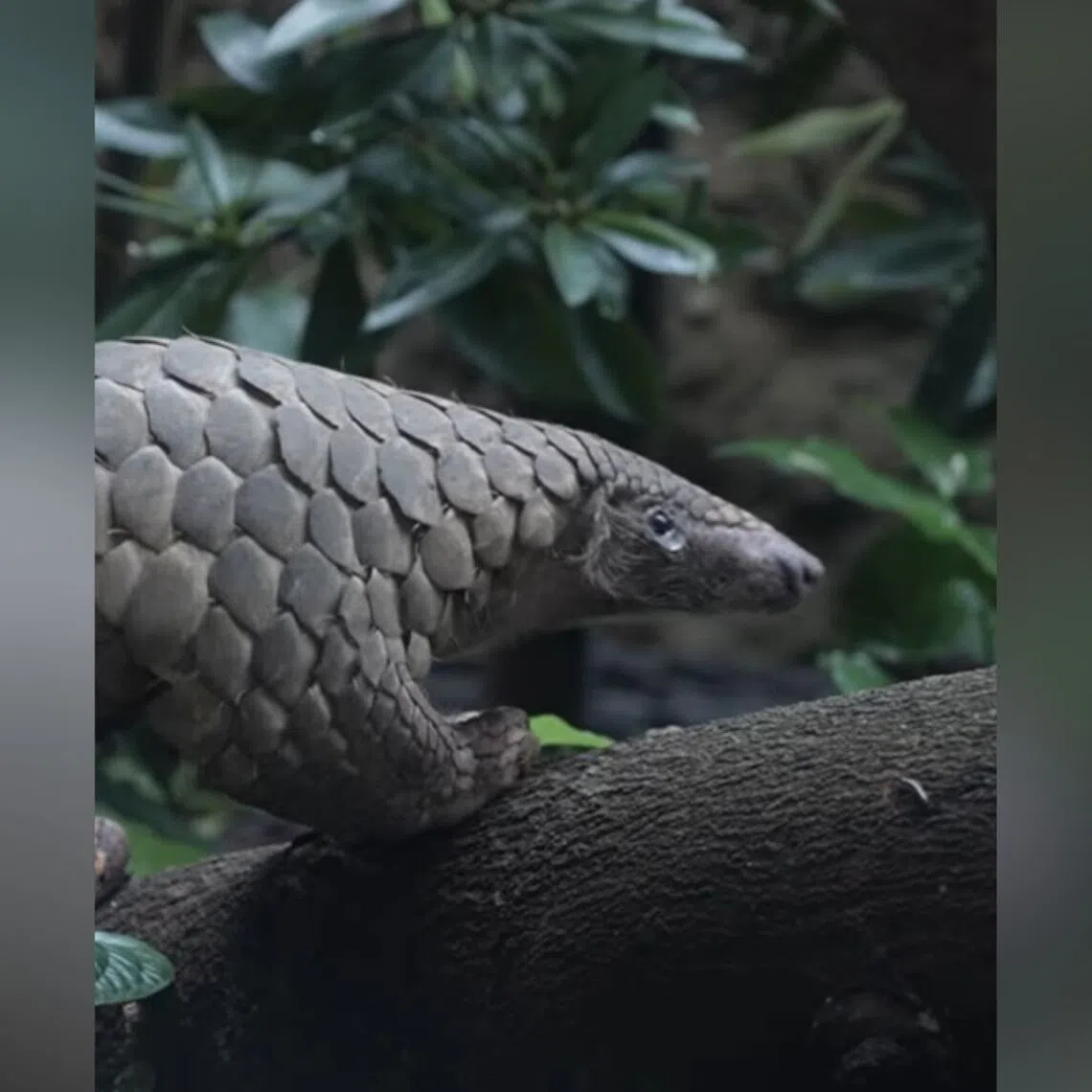 The death of Berani, a Sunda pangolin rescued by Mandai Wildlife Reserve, was announced on Sept 15. 