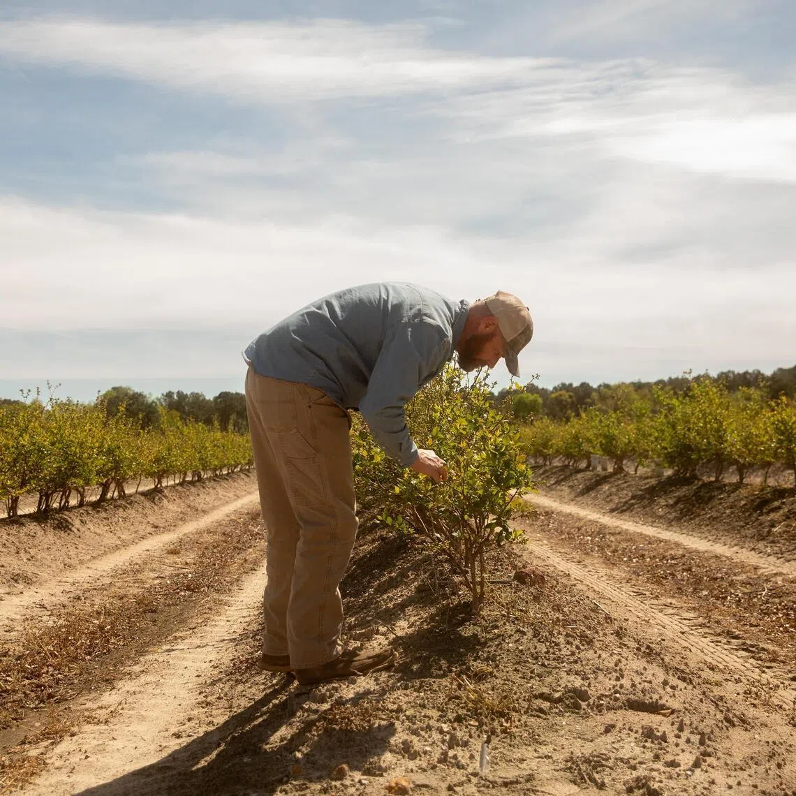 Chris Towns, a blueberry farmer, on his farm in Alma, Georgia., on March 18, 2026. 