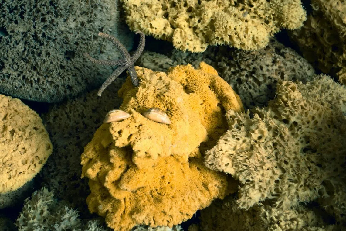 The heroes of the new study are a long-lived type of sponge called sclerosponges.