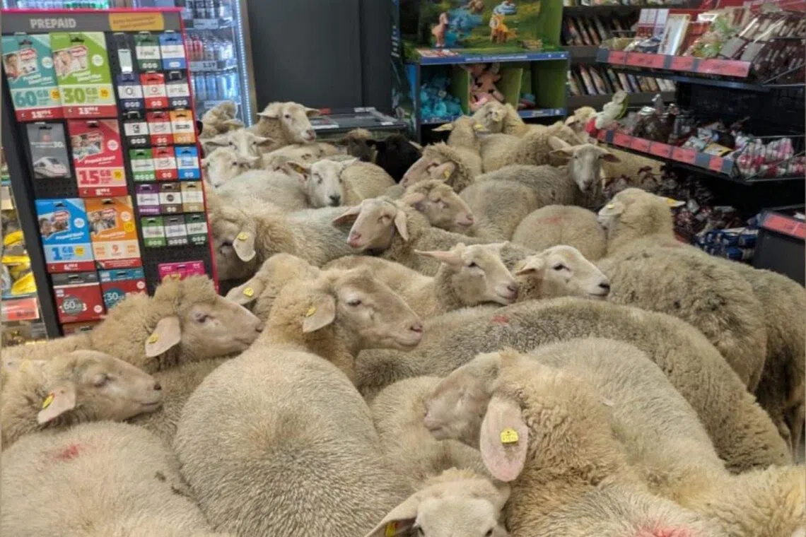 A supermarket representative said that the sheep stayed “exclusively in the checkout area of ​​the store”.