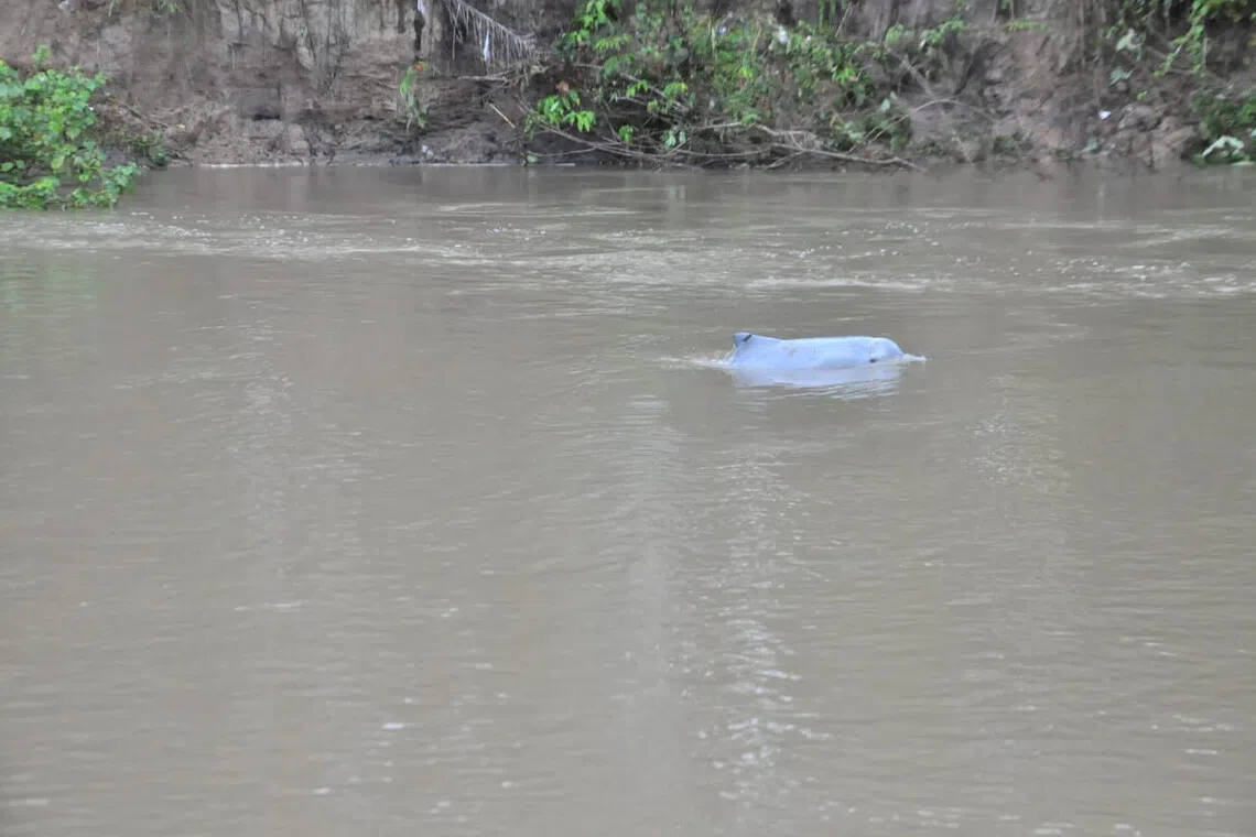 The dolphin carcass was discovered washed ashore in Kepenuhan Hulu village.