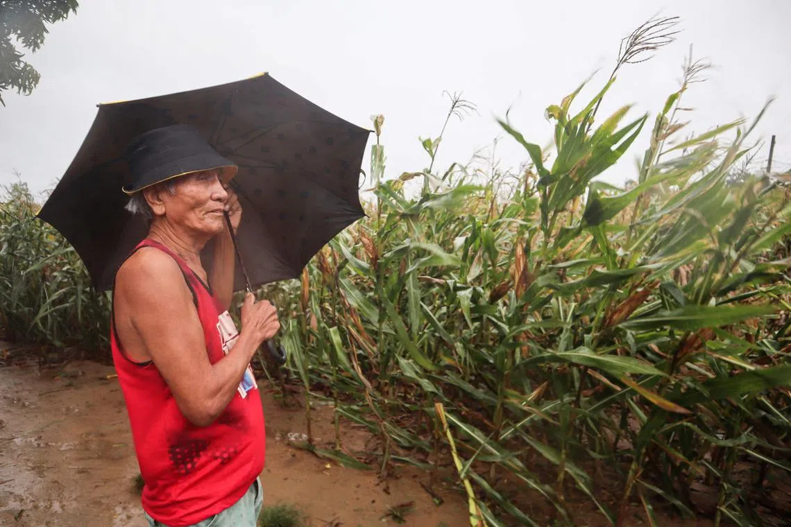 A farmer braves heavy showers and winds while inspecting his farm as Super Typhoon Saola brushes past northern Philippines.