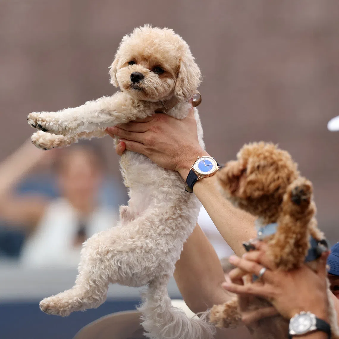 The dogs of Ukraine’s Marta Kostyuk are held up after she won her US Open first-round match against Australia’s Storm Hunter.