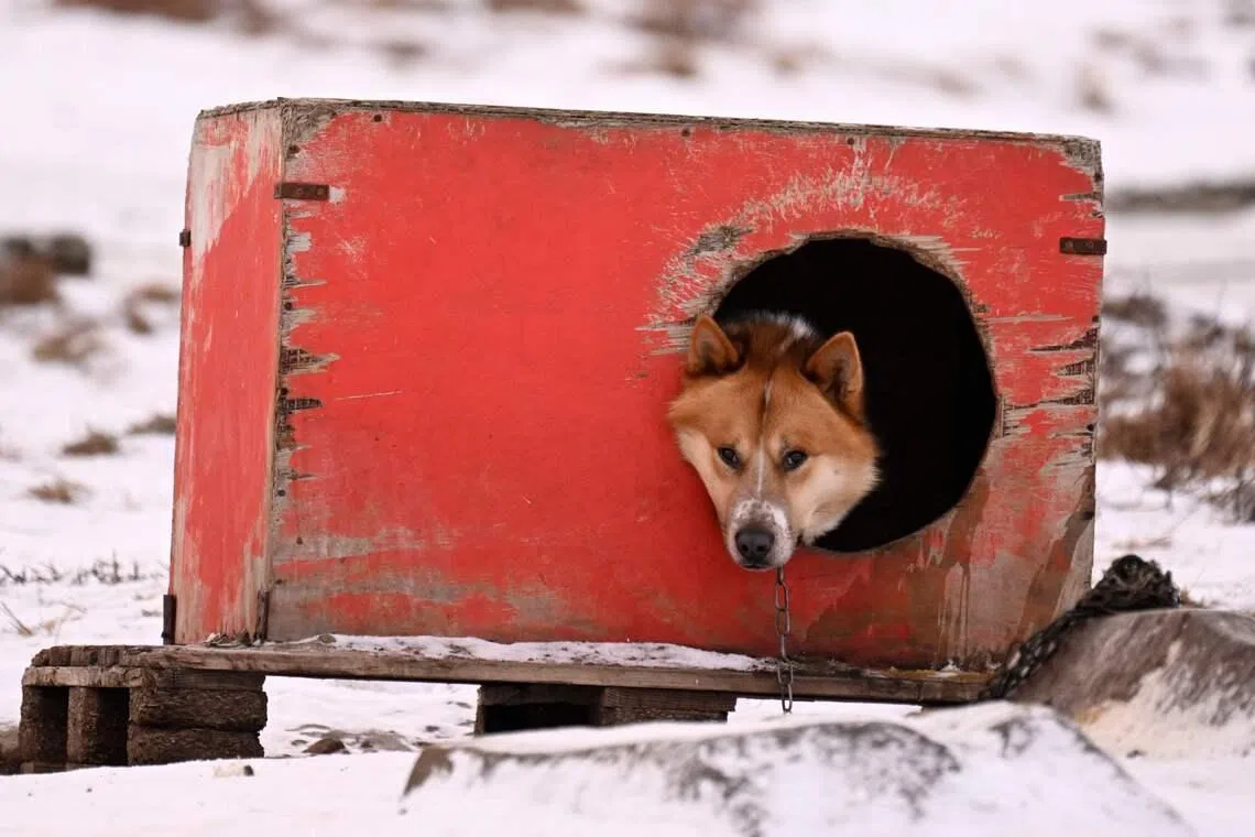 A dog out of its doghouse at the "dog town" of Sisimiut, Greenland on Feb 3, 2026. The "Dog Town" is a dedicated, specialized area located outside the main town centre where about thousand of Greenlandic sled dogs live and are housed, as they are not permitted to live inside the town. 