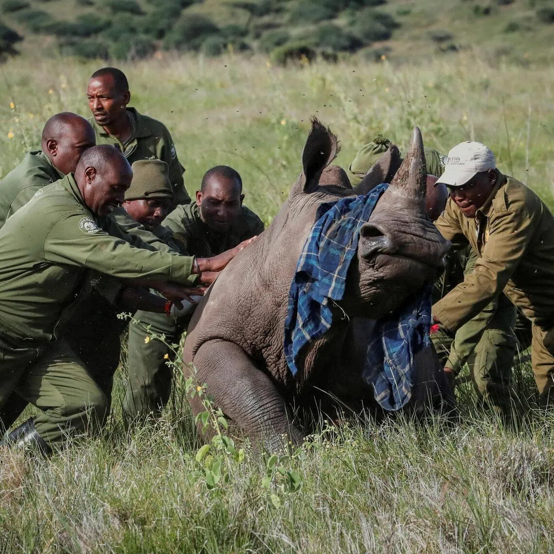 South Africa plans to allow the export of trophies from 150 elephants, 12 black rhinos and 11 leopards.