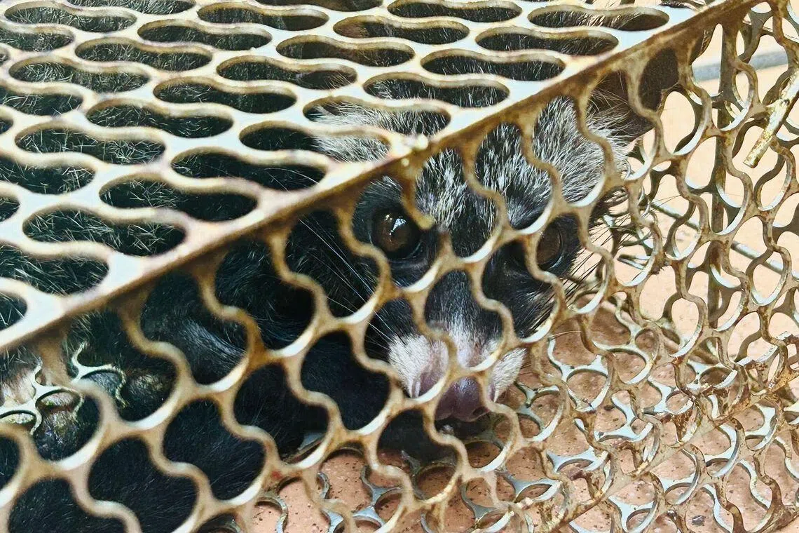 Mystery of disappearing bananas solved: Family catches civet cat - instead of rat - in a trap