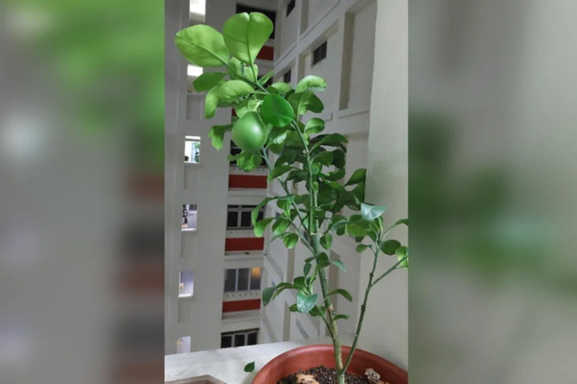 Whether planted outdoors or in an apartment, fruit trees should get at least six hours of direct sunlight every day.