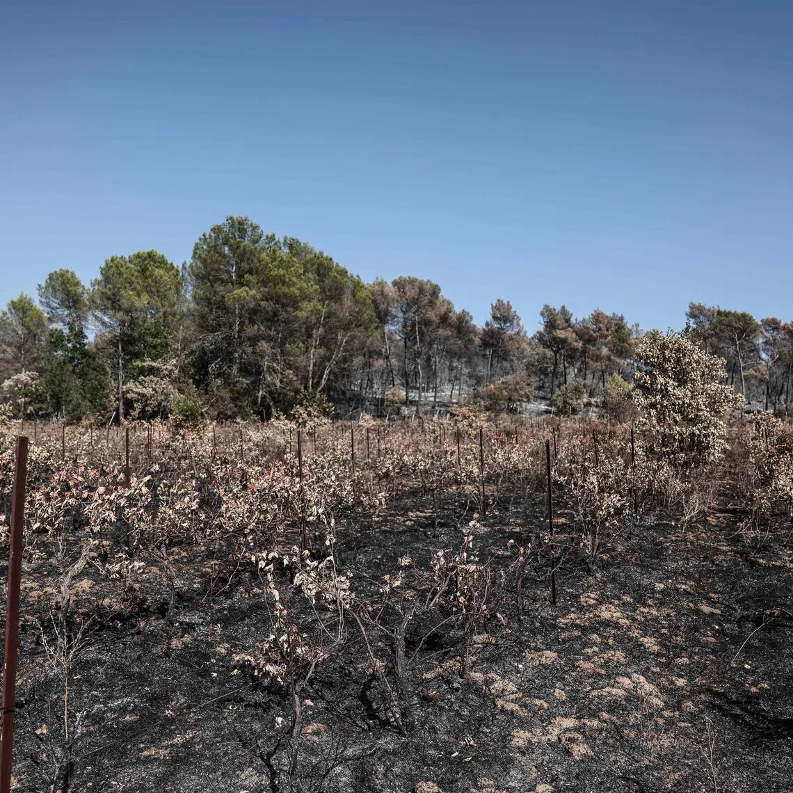Flames have destroyed hundreds of some 30,000ha of vineyards in France’s main rose-producing region.