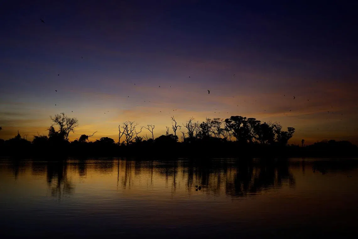 Bats fly over the vegetation in the Pantanal, the world's largest wetland, in Corumba, Mato Grosso do Sul state, Brazil, June 9, 2024. REUTERS/Ueslei Marcelino/File Photo