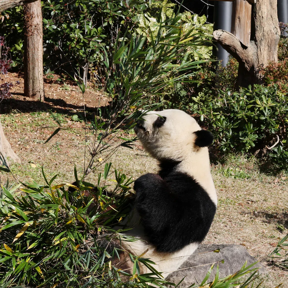 Four-year-old giant panda Xiao Xiao eats bamboo at Ueno Zoo, a day after news broke that Japan will return two giant pandas to China at the end of January 2026, in Tokyo, Japan, December 16, 2025. REUTERS/Kim Kyung-Hoon