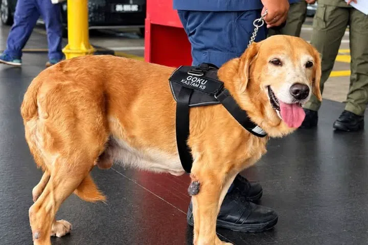 The K9 units will be stationed at check-in areas to facilitate the early detection of prohibited items and potential security threats associated with targeted flights.