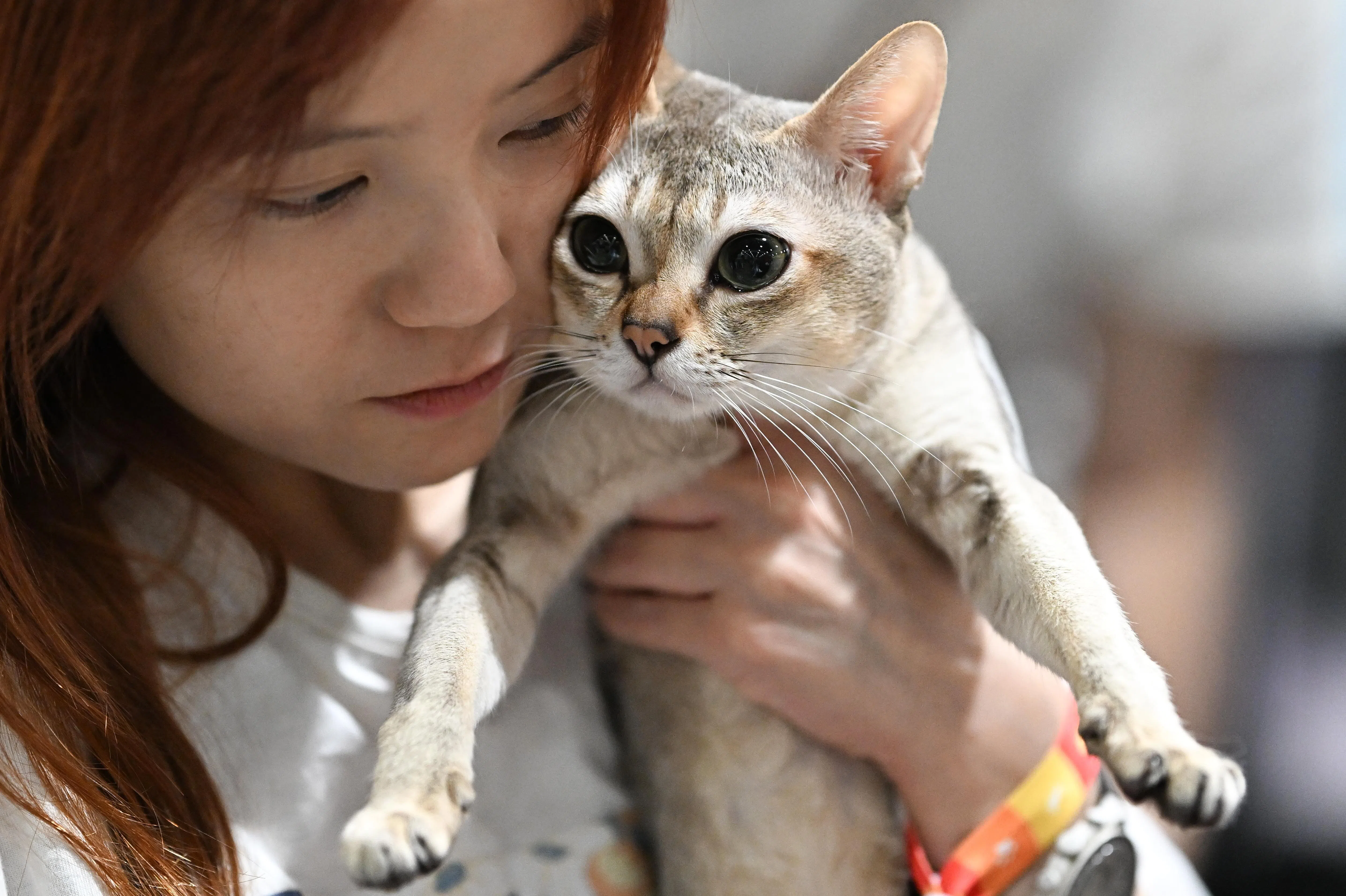 Ariel Chan with her cat Star, the sole Singapura competing this weekend in the Asia Cat Expo. Chan had flown to Japan and paid US$3,000 (S$3,900) for him, plus around $500 in import fees, and waited four months for him to arrive in Singapore.