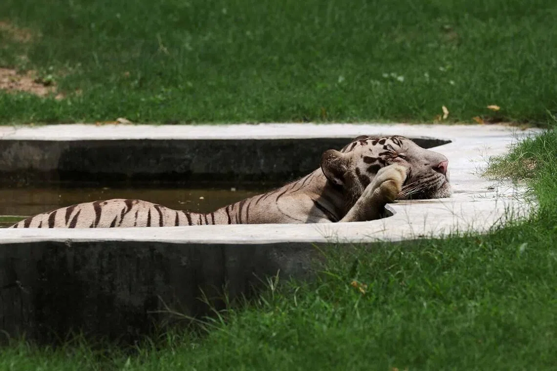 A white tiger lying in a pool filled with water on a hot summer day at the National Zoological Park in New Delhi, India, June 9.