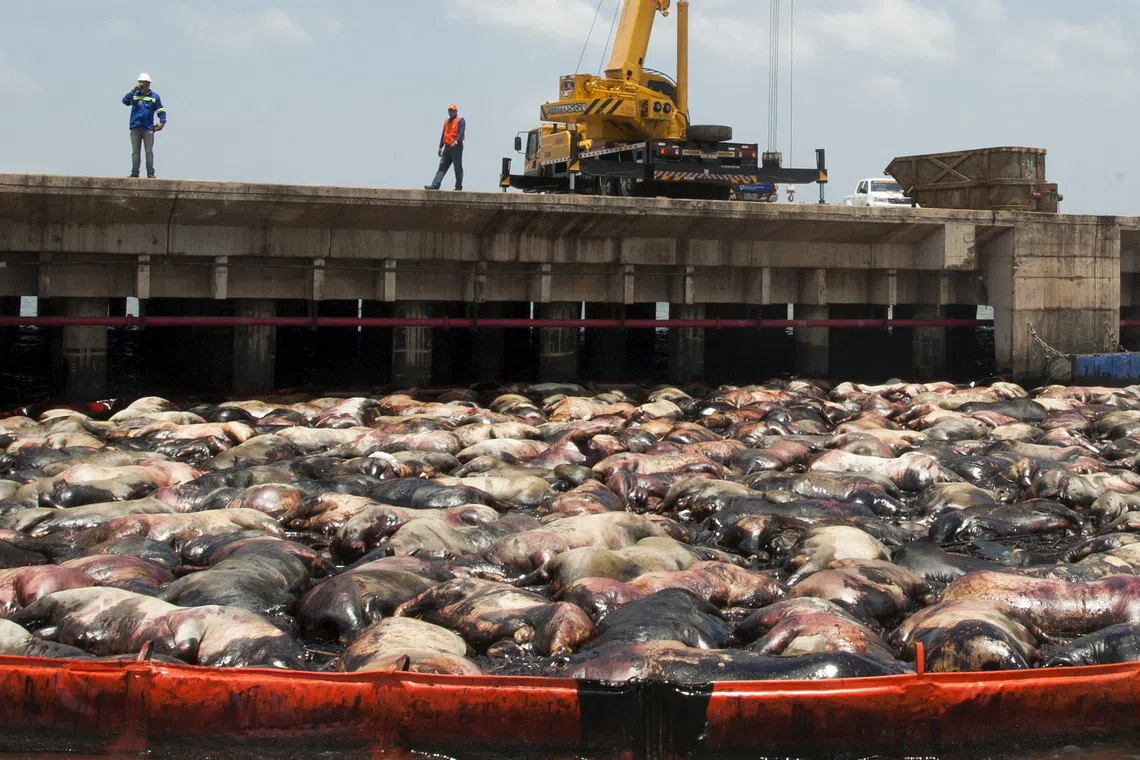 FILE PHOTO: Dead cows are pictured on the side of livestock carrier Haidar, loaded with some 5,000 cows, after it capsized at the Vila do Conde port in Bacarena, Para state, Brazil, October 10, 2015. Thousands of cattle owned by beef producer Minerva SA are thought to have died when a boat leaving a port in northern Brazil overturned, the company and Williams Shipping Agents said on Tuesday. Minerva said in a securities filing that a ship transporting its cattle had tipped over after departing from the Vila do Conde port in Barcarena. There were no human victims, it said. Picture taken October 10, 2015. REUTERS/Paulo Santos