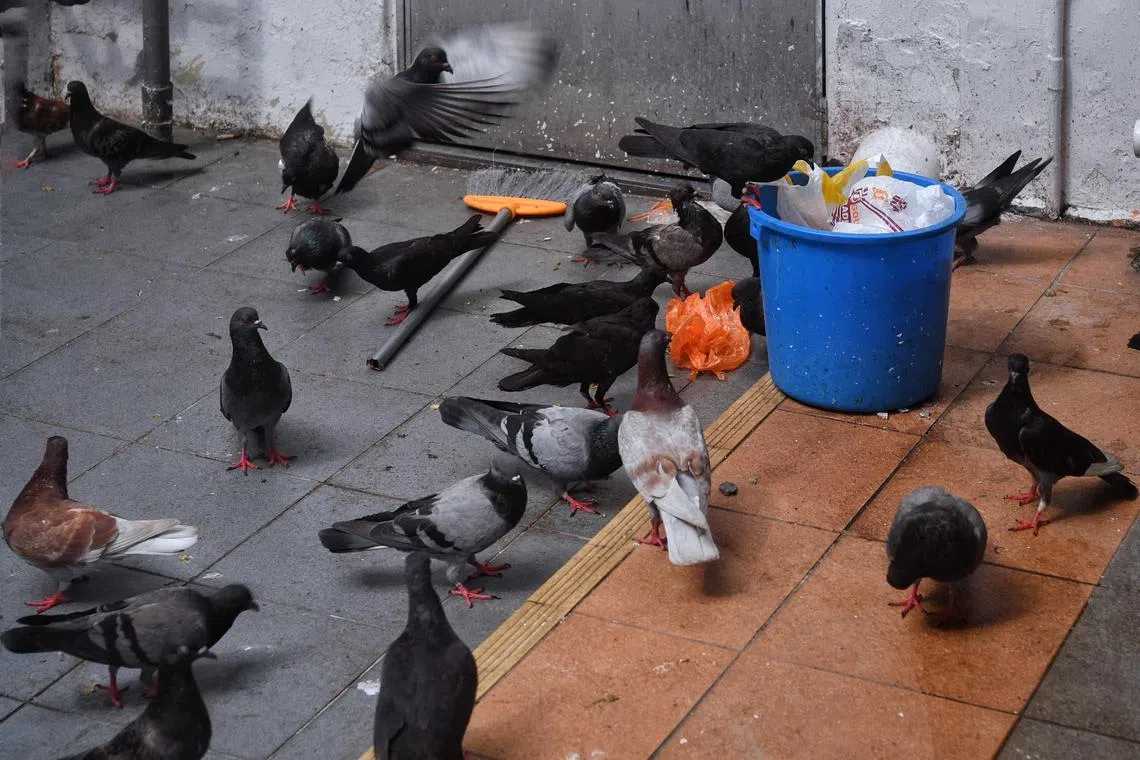 Pigeons feeding from a pail left at a rubbish collection bin in Toa Payoh Central on 20 May 2021.