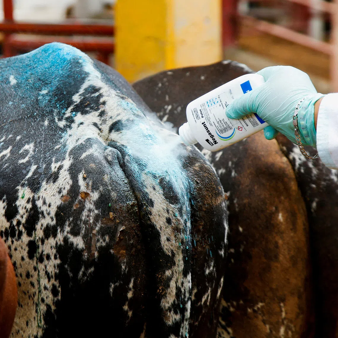 A worker applying sanitising talcum powder to livestock at a market in Mexico amid an increase in cases of screwworm since August.