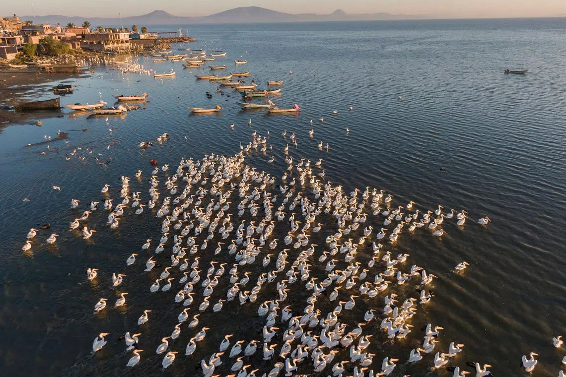 American white pelicans rest on the island of Petatan in the municipality of Cojumatlan de Regules, Michoacan state, Mexico on Feb 23, 2024. 
Boasting a wingspan of up to 3 meters, the yellow-beaked bird is famous for the teamwork it deploys to catch fish.
