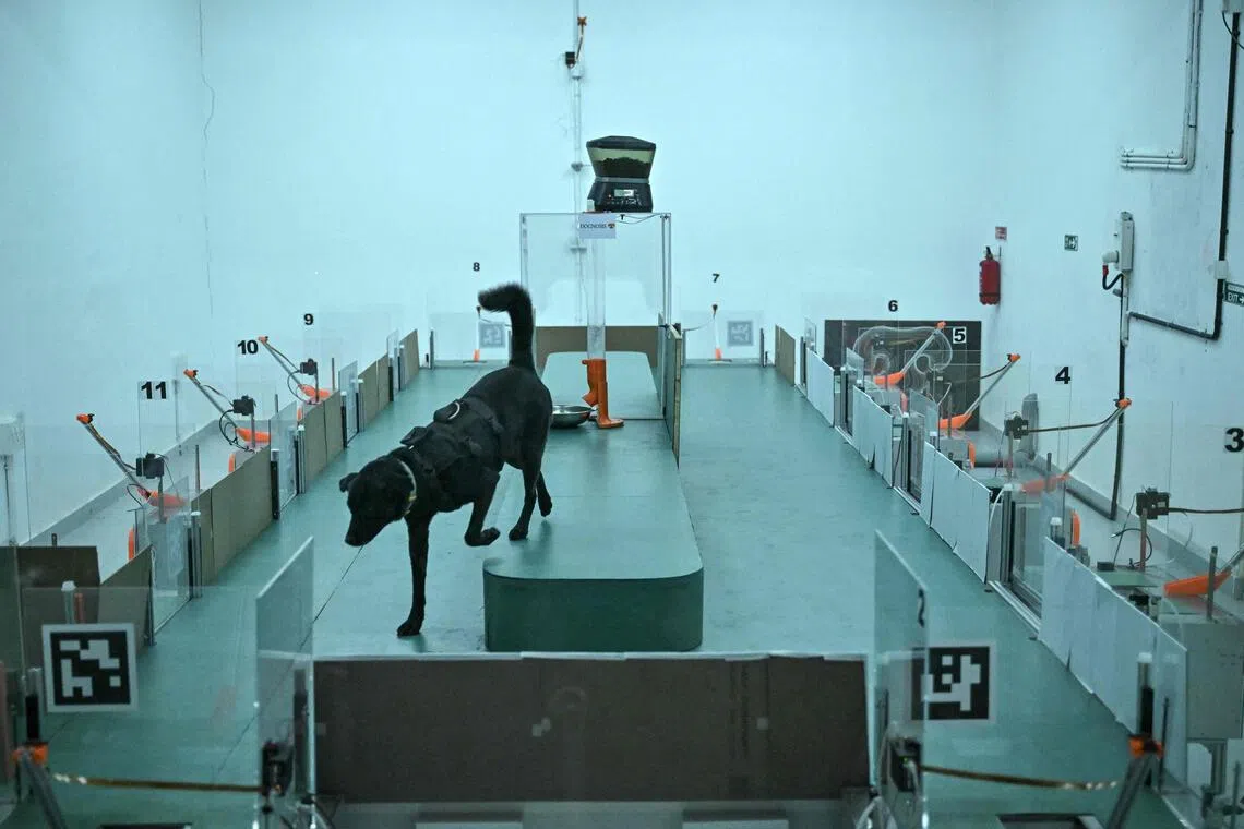 A dog takes part in a cancer detection test inside a laboratory at the Dognosis facility in Kempohalli village on the outskirts of Bengaluru, India.