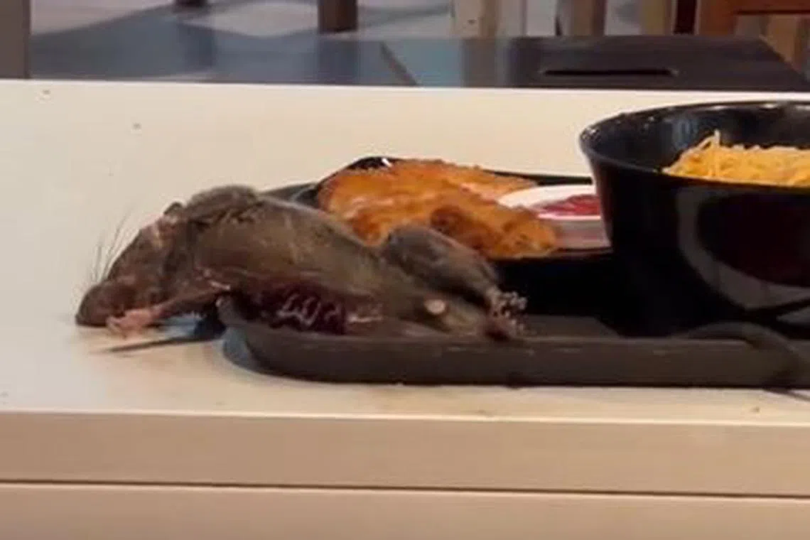 In a video widely shared on social media, a rat is seen lying on a food tray at a table in Tangs Market next to two bowls of food.