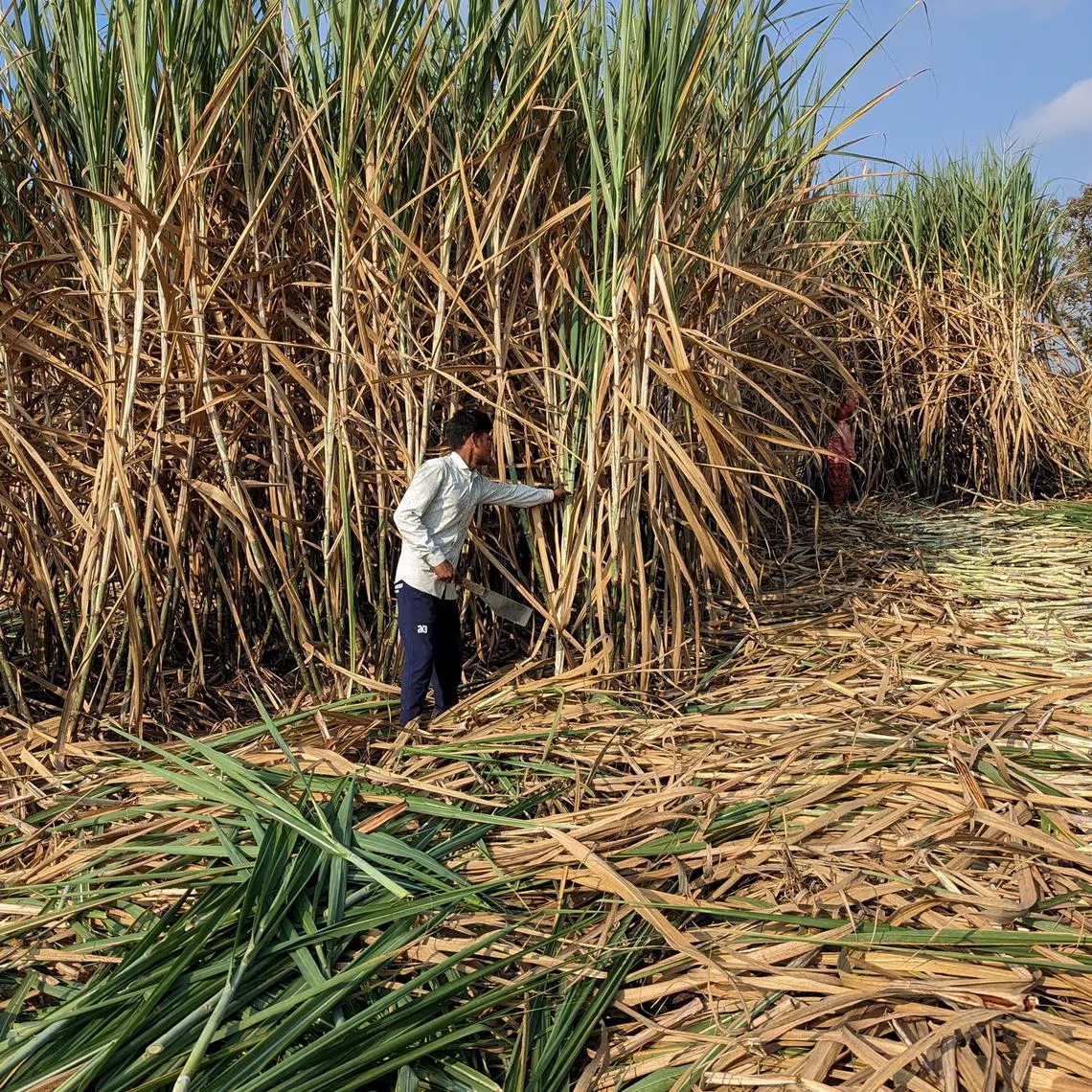 Workers harvest sugarcane in a field in Kolhapur district in the western state of Maharashtra, India, on Nov 30, 2023. 