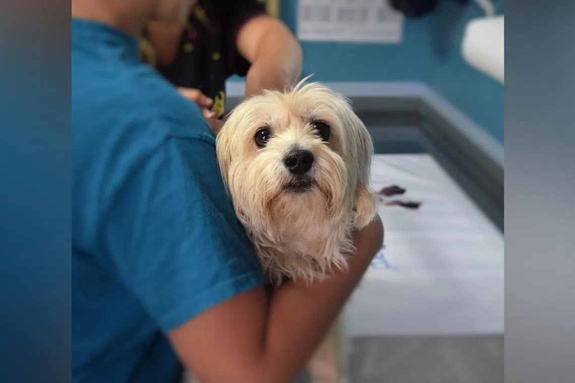 The veterinary surgeon denied having any sexual attraction towards animals but admitted to performing other inappropriate acts on them.