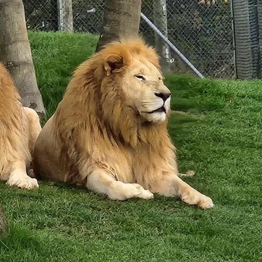 There were no realistic options for re-homing the lions at other New Zealand zoos.
