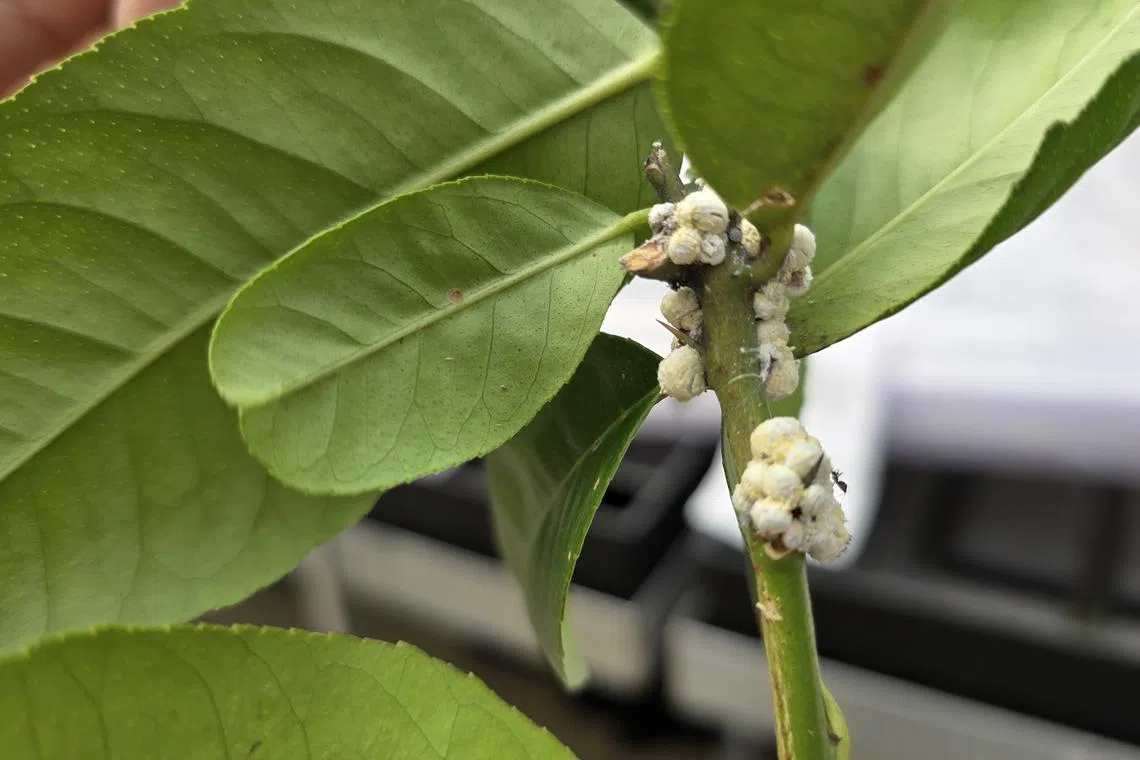 If this scale infestation is minor, wash it off with a jet of water.