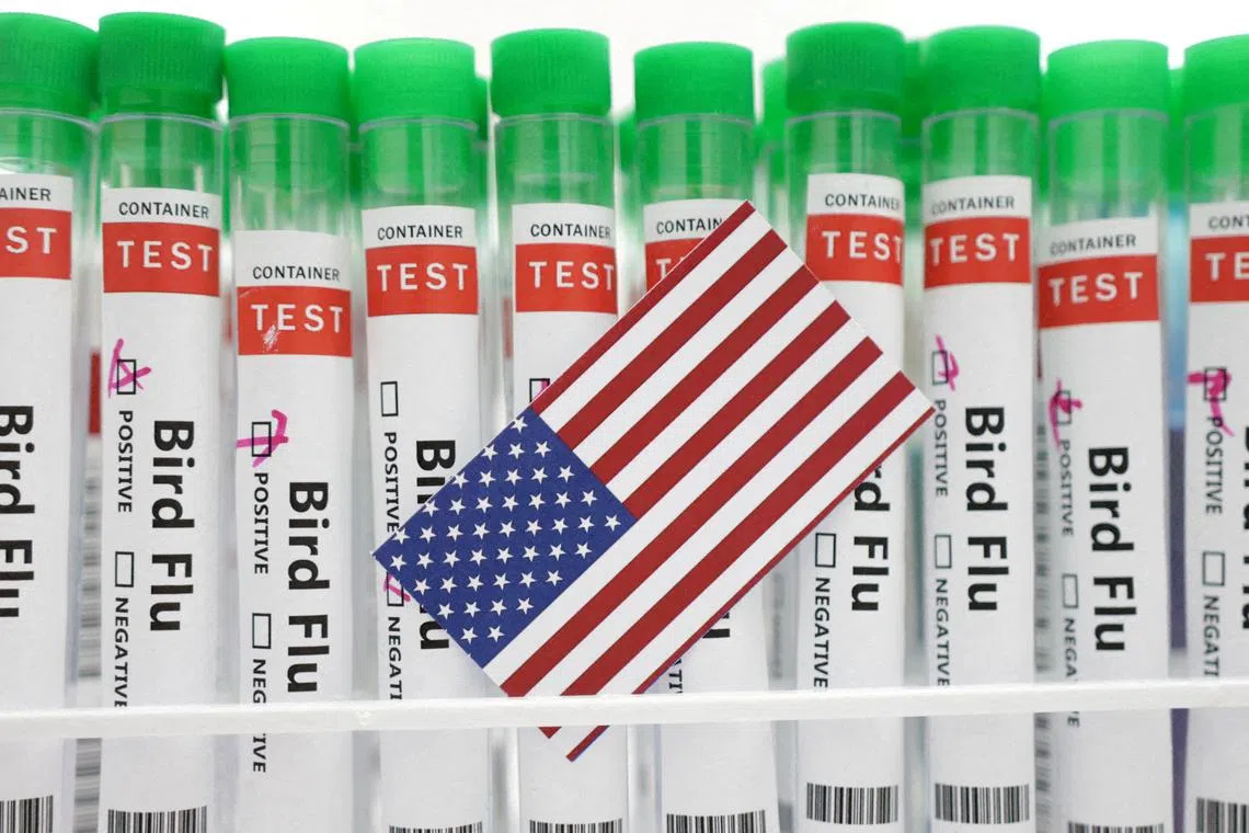 FILE PHOTO: Test tubes labelled \"Bird Flu\" and a piece of paper in the colors of the U.S. national flag are seen in this picture illustration, January 14, 2023. REUTERS/Dado Ruvic/Illustration/File Photo