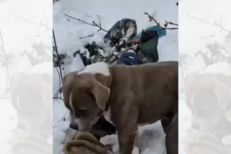 A screengrab from a video taken by rescuers shows a dog keeping watch beside a boy who died while hiking to a temple in Bharmour town in India’s northern Himachal Pradesh state.