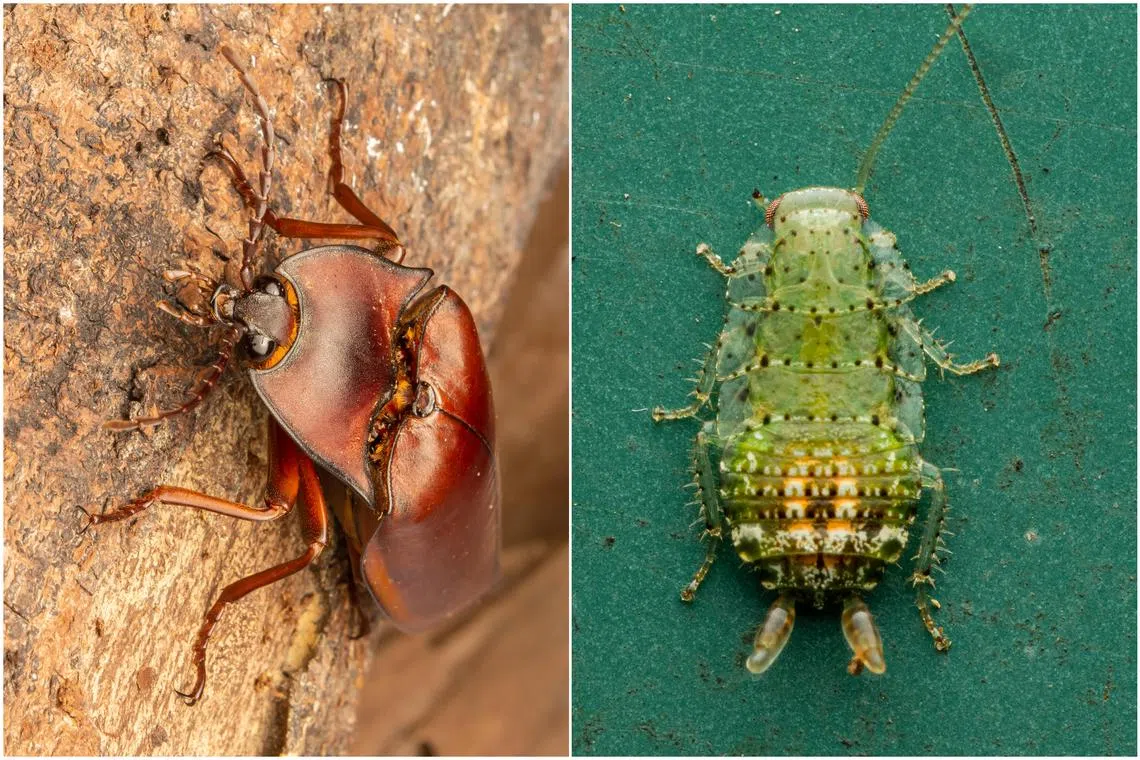 The giant click beetle was found on Oct 16, while the emerald green cockroach was found on July 22.