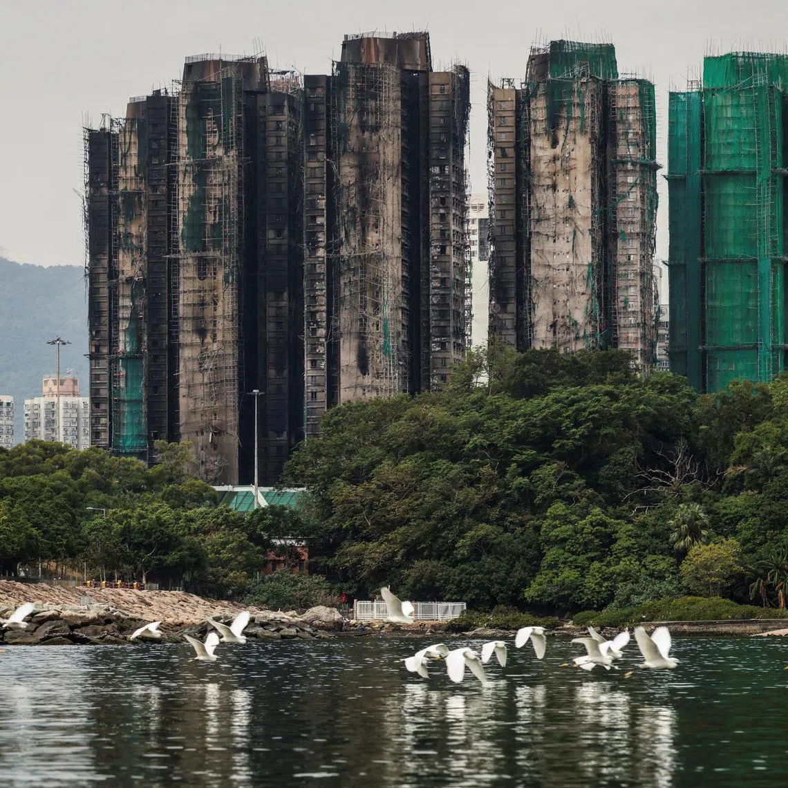 A flock of egrets fly next to burned buildings of the Wang Fuk Court housing complex after the deadly fire, in Tai Po, Hong Kong, China, November 30, 2025. REUTERS/Maxim Shemetov/File Photo
