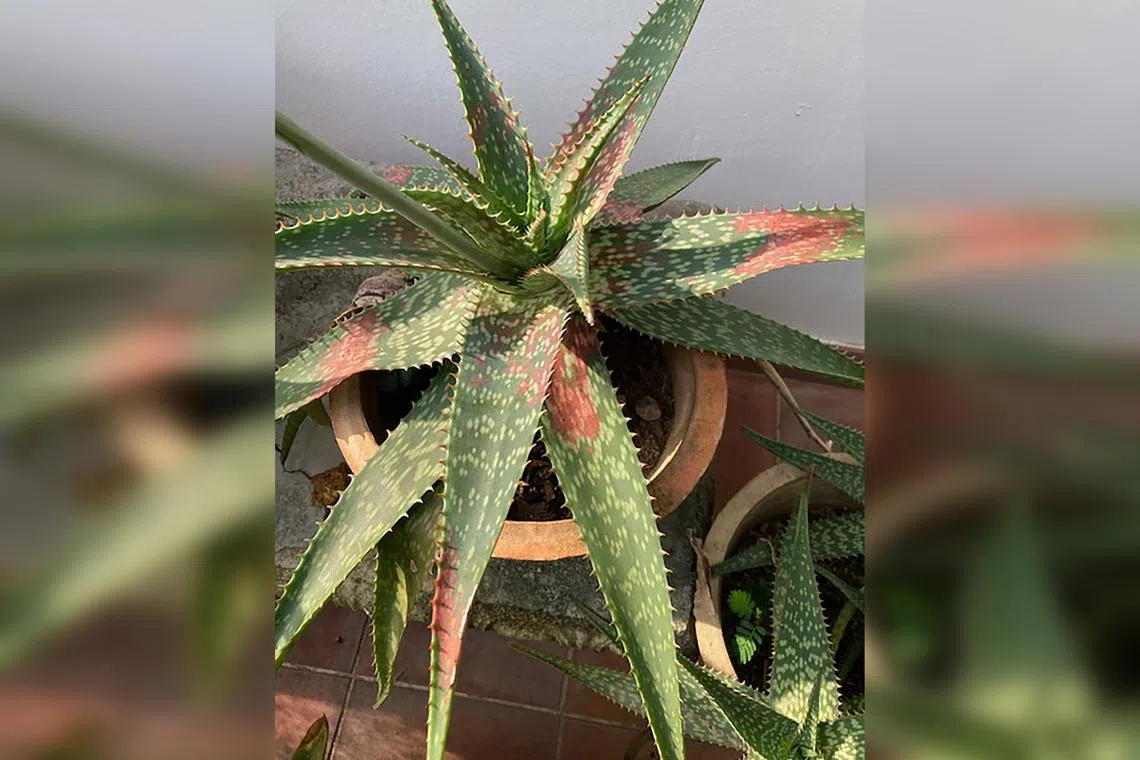 The red patches indicate an injury, such as one from chemical sprays or sunburn.