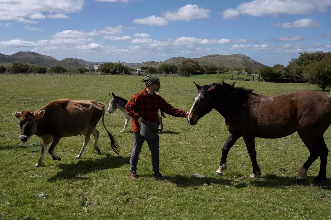 Juan Pablo Pio caresses a horse, one of his adopted pets at his ranch in Pan de Azucar, 115km east of Montevideo on September 16, 2022. - Santuarios Primitivo NGO comes to rescue horses in Uruguay, where slaughter is increasing rapidly. (Photo by Pablo PORCIUNCULA / AFP)